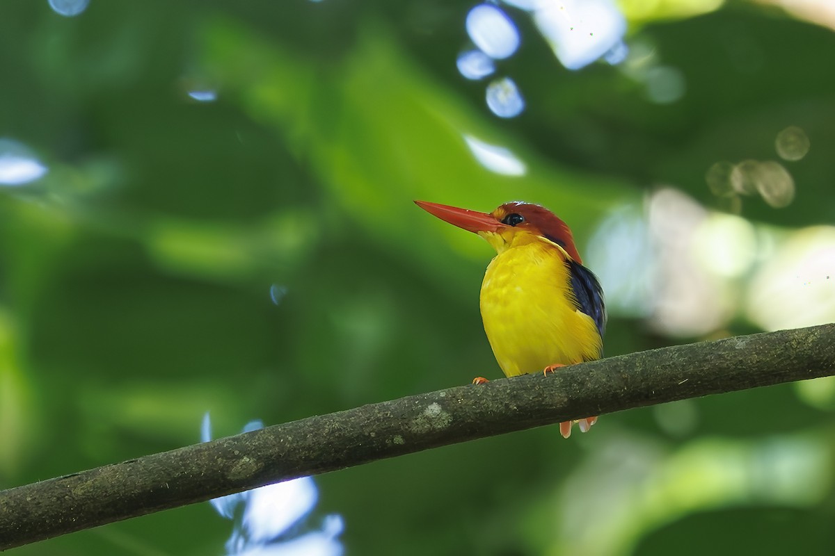 Rufous-backed Dwarf-Kingfisher - ML638209189