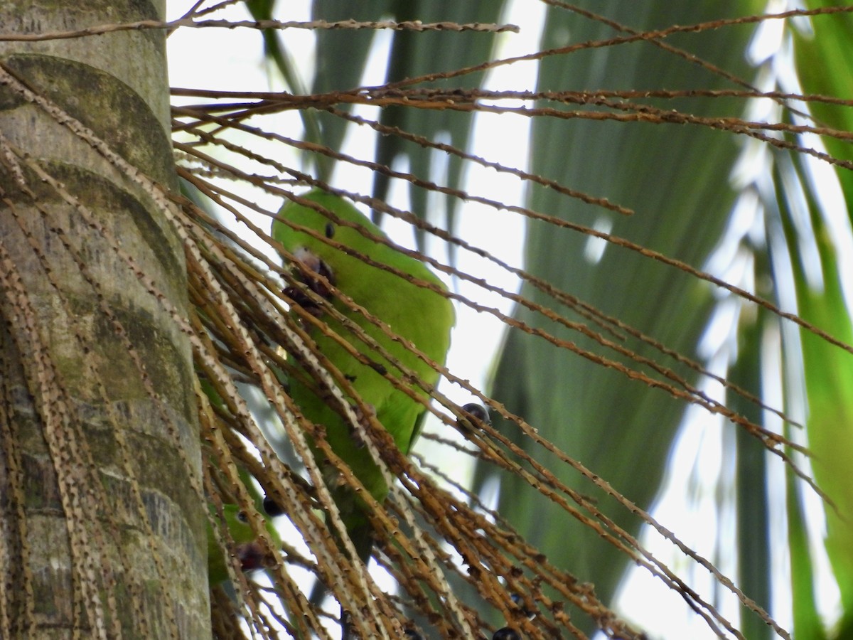 Plain Parakeet - ML638209221