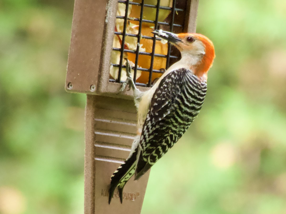 Red-bellied Woodpecker - ML638209227