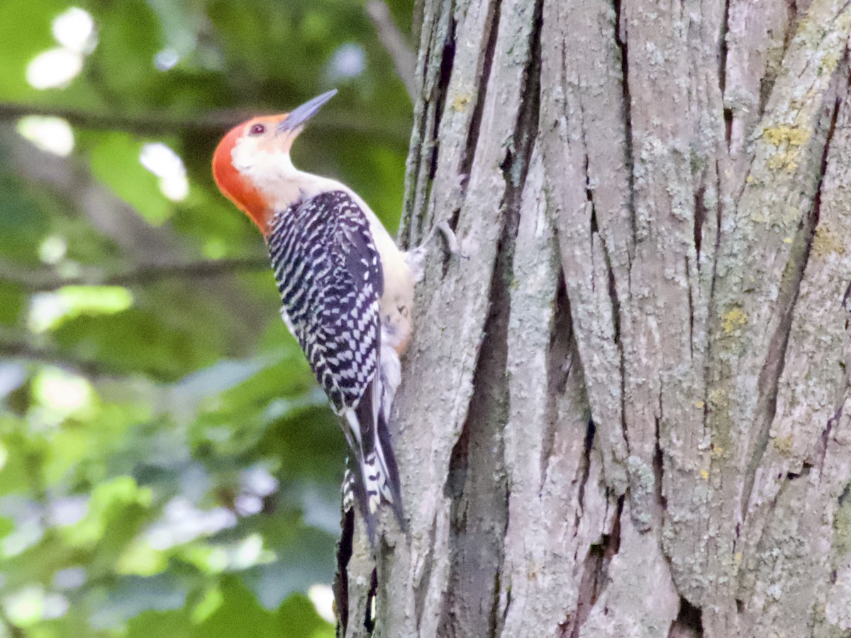 Red-bellied Woodpecker - ML638209228