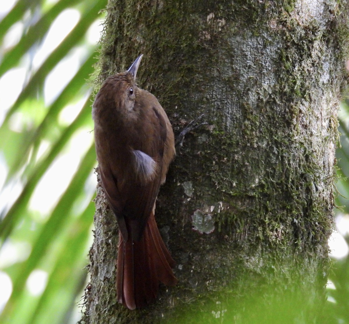 Plain-winged Woodcreeper (Plain-winged) - ML638209234