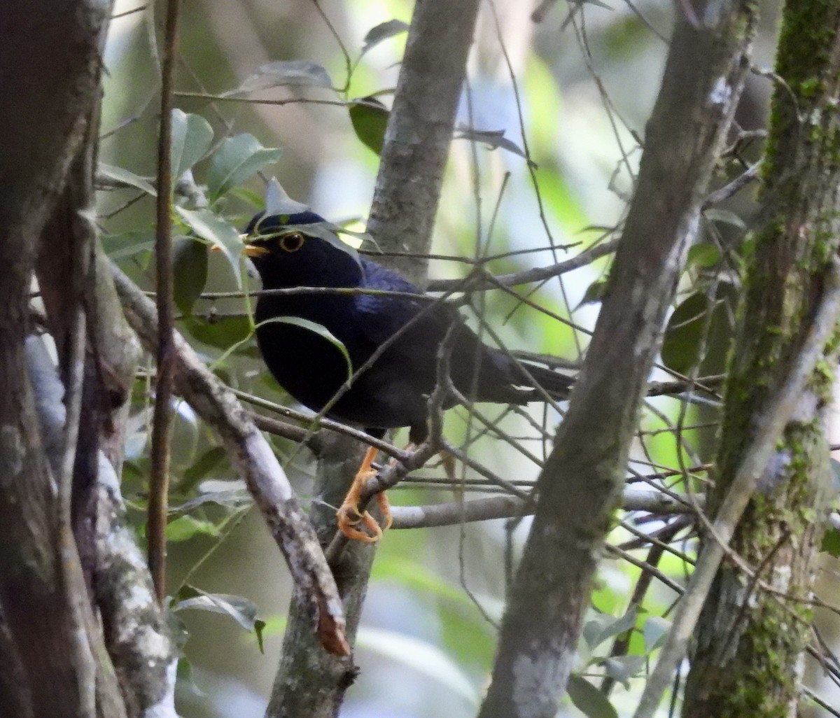 Yellow-legged Thrush - ML638209304