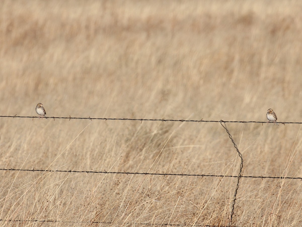 Baird's Sparrow - ML638209351
