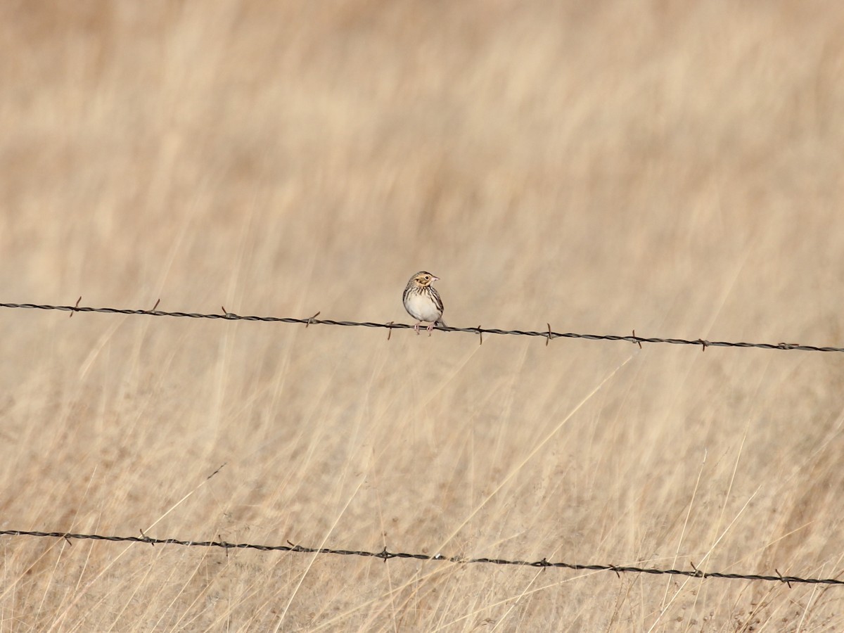 Baird's Sparrow - ML638209352