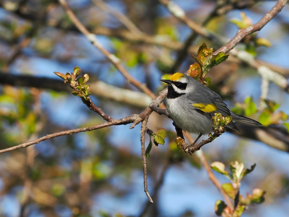 Goldflügel-Waldsänger - ML638209364