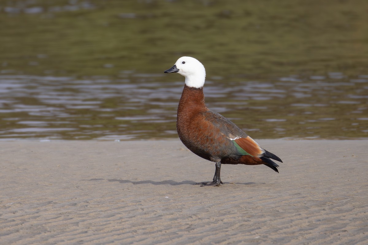 Paradise Shelduck - ML638209366