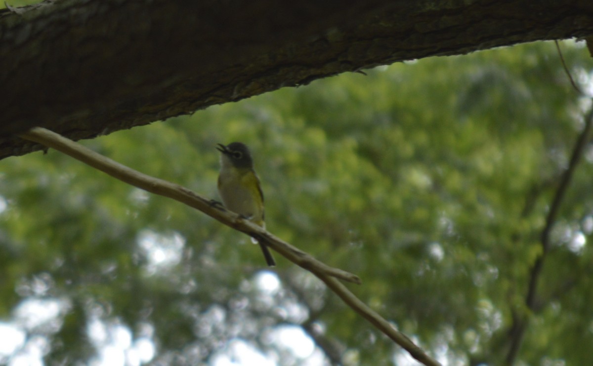 Graukopfvireo - ML638209369