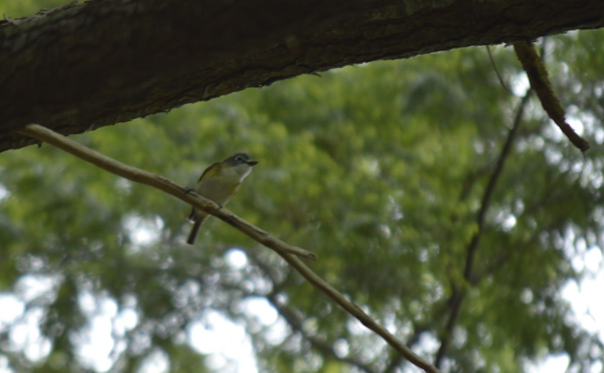 Graukopfvireo - ML638209370