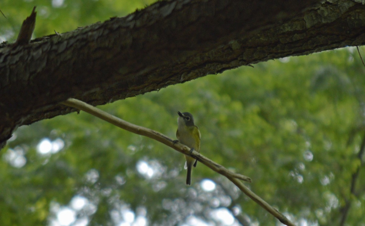 Graukopfvireo - ML638209371