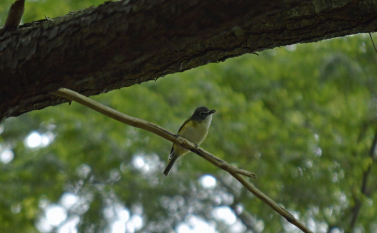 Graukopfvireo - ML638209372