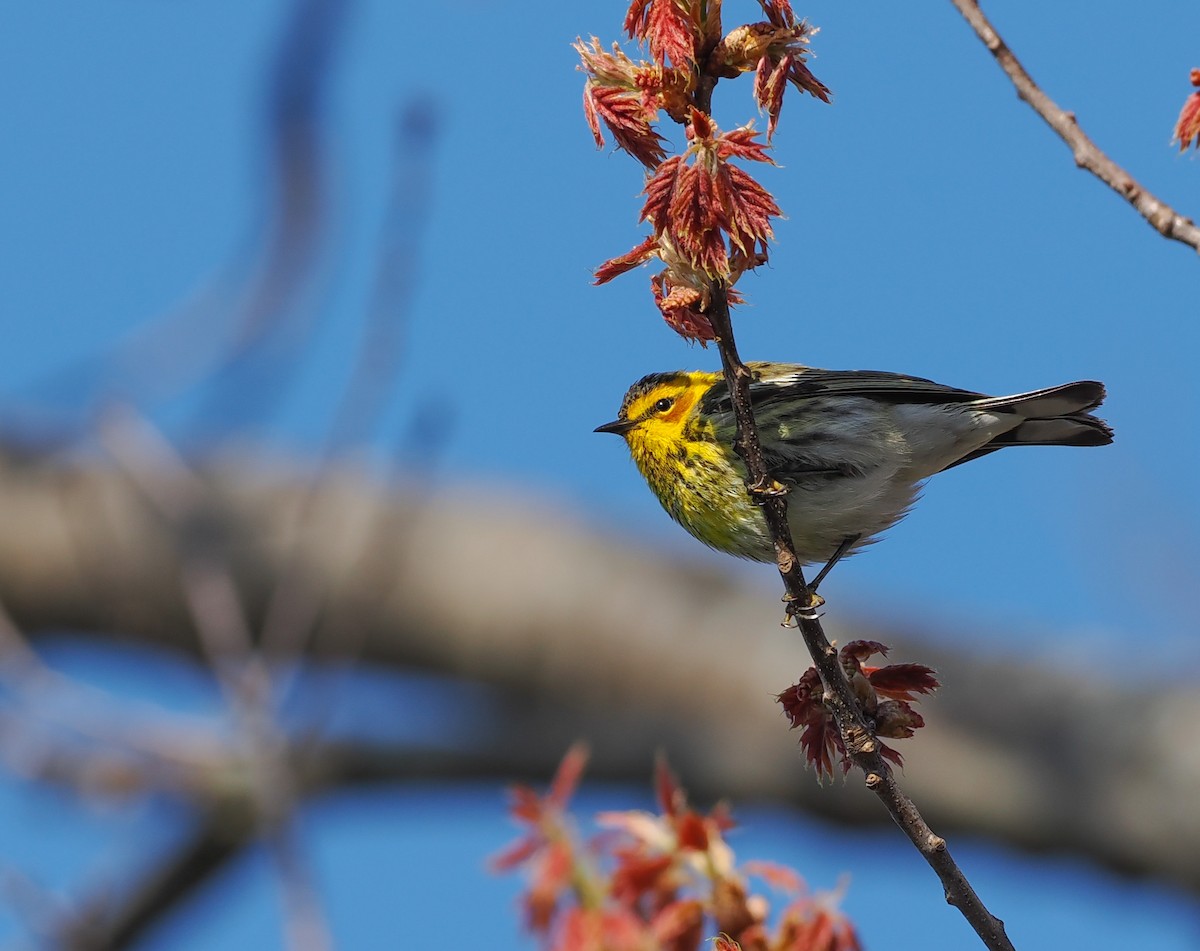 Cape May Warbler - ML638209427