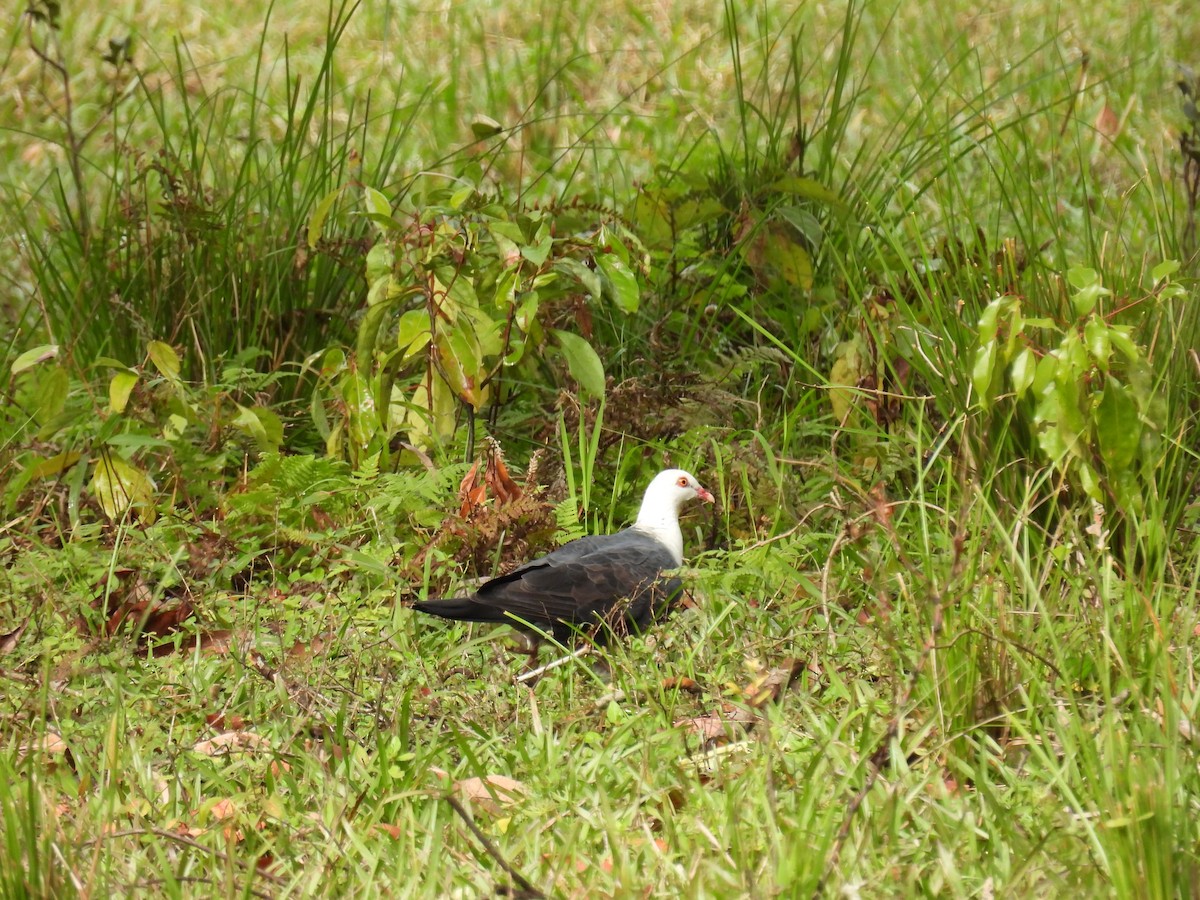 White-headed Pigeon - ML638209434