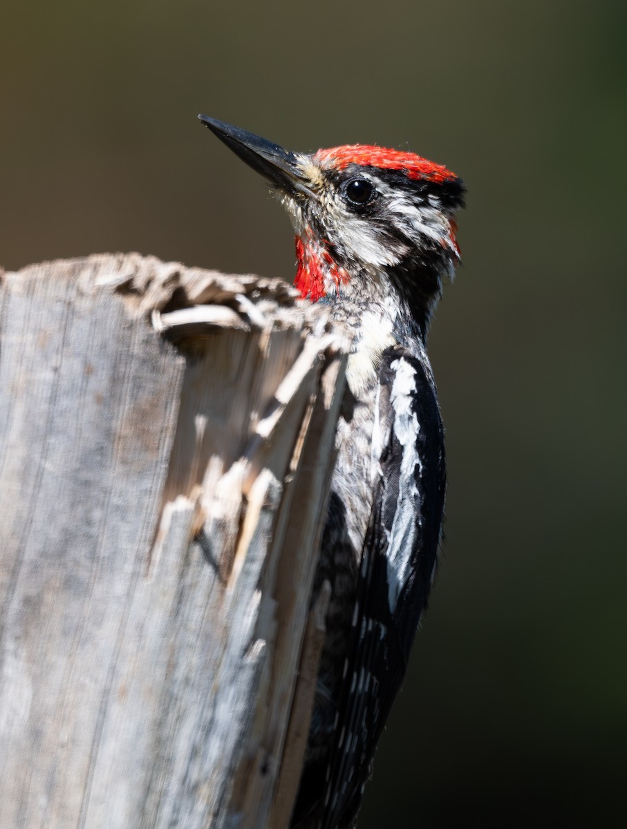 Red-naped Sapsucker - ML638209435