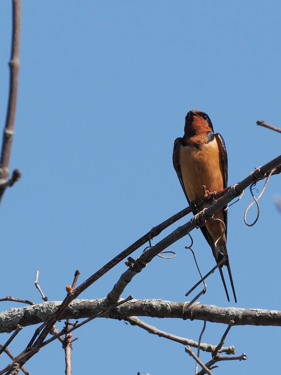 Golondrina Común (americana) - ML638209441