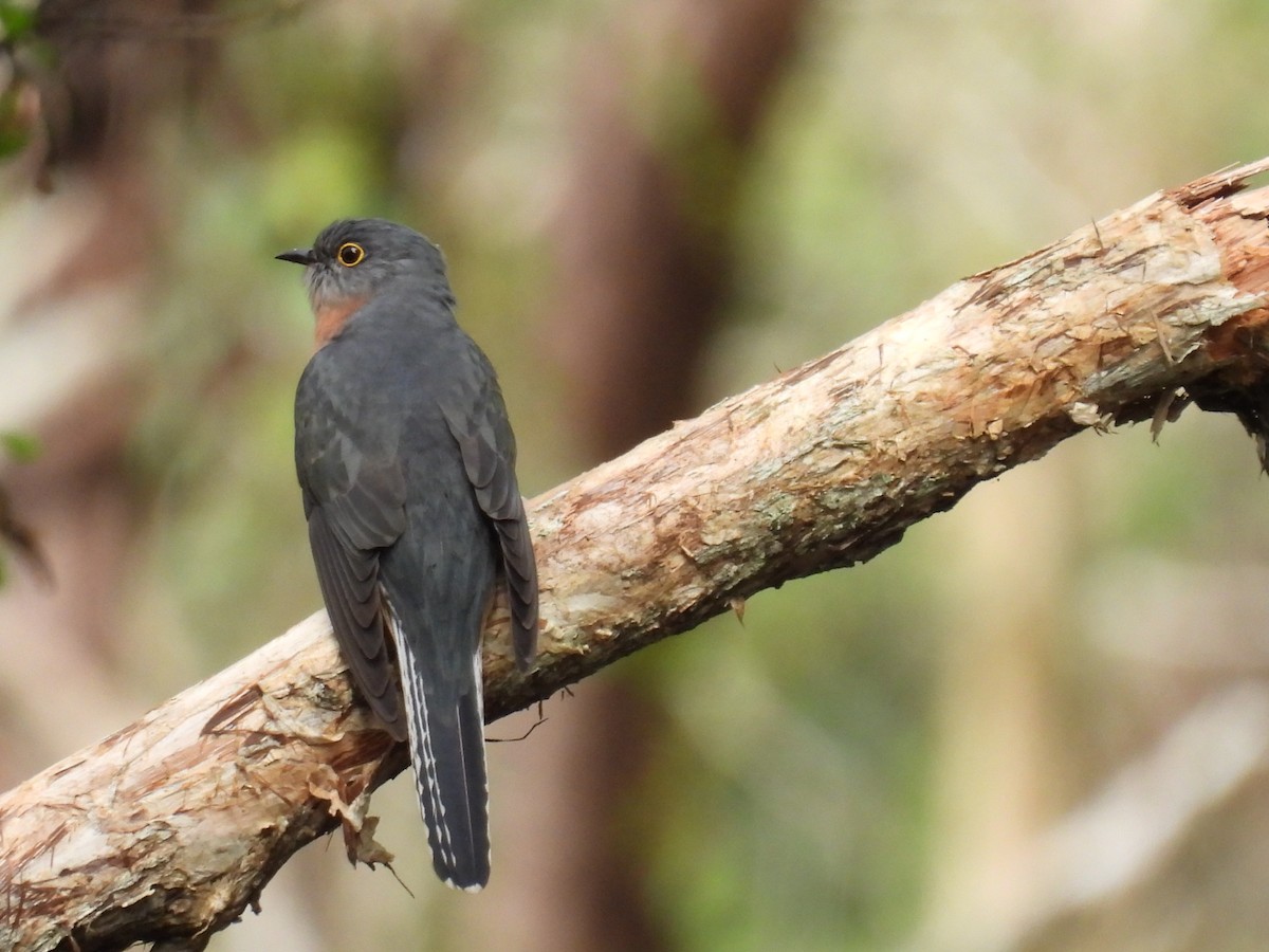 Fan-tailed Cuckoo - ML638209444