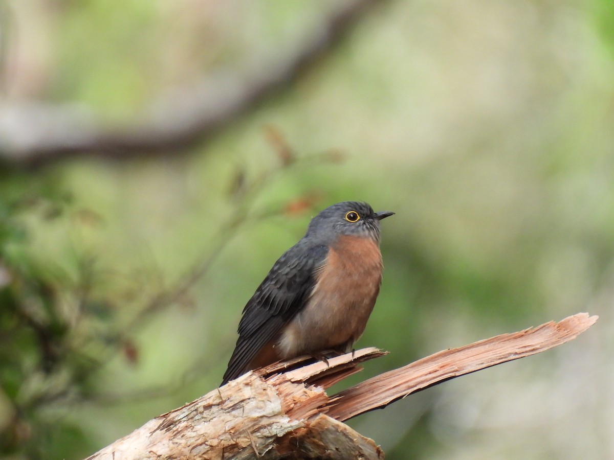 Fan-tailed Cuckoo - ML638209445