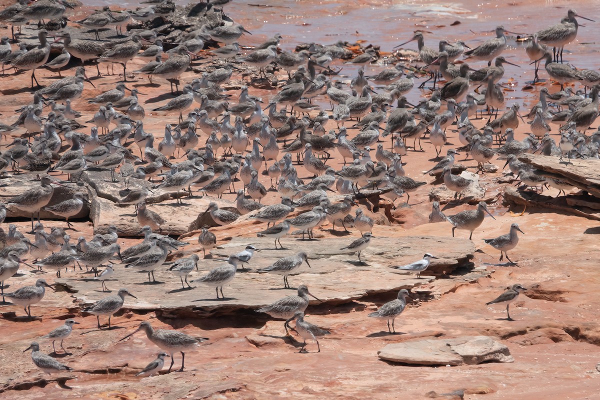 Terek Sandpiper - ML638209455