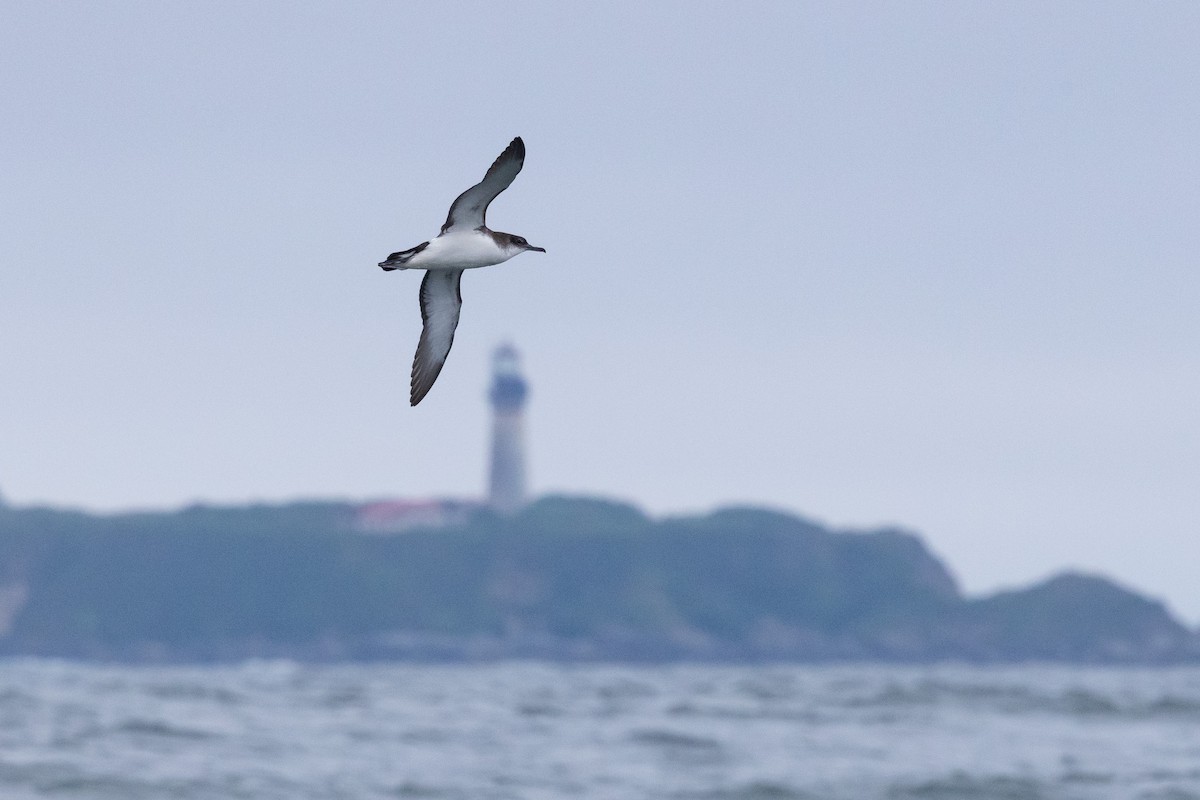 Manx Shearwater - ML638209470