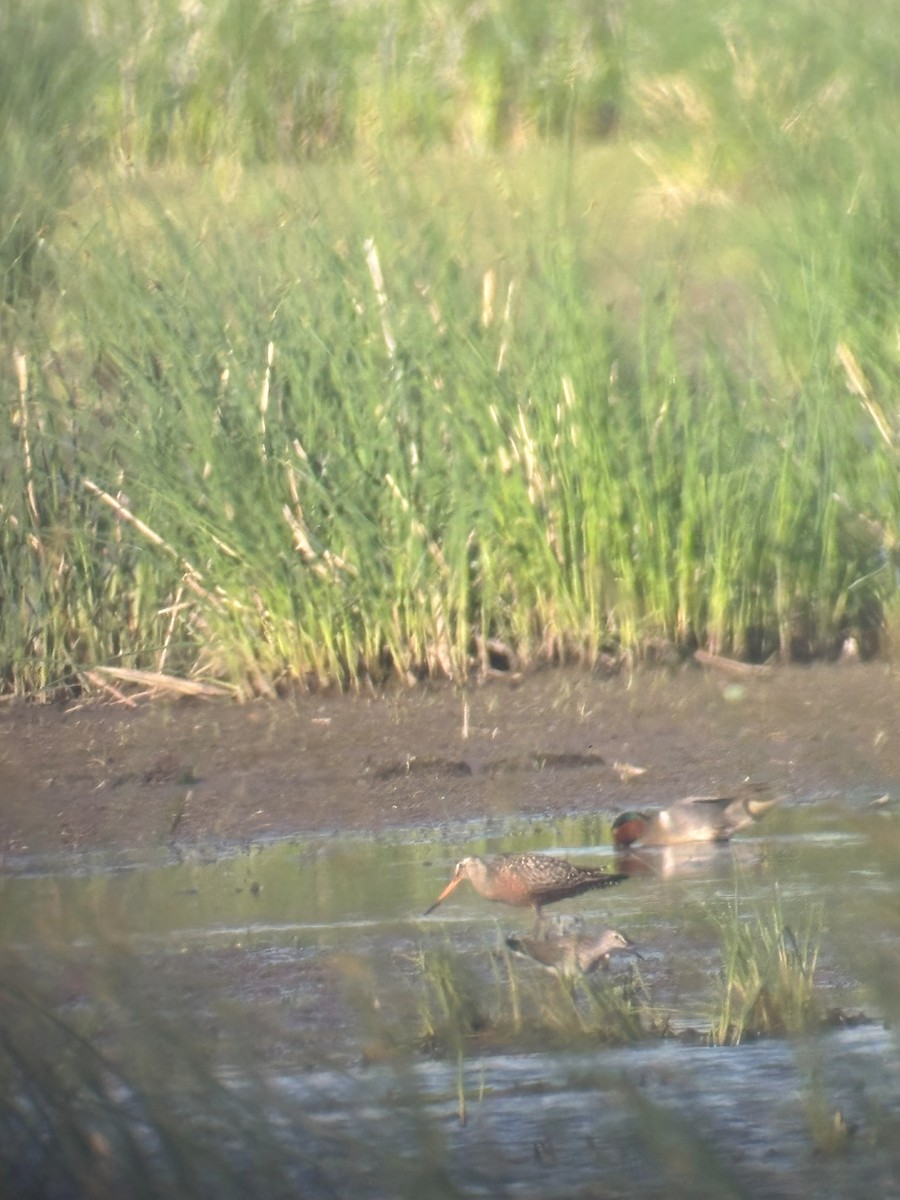 Hudsonian Godwit - ML638209475