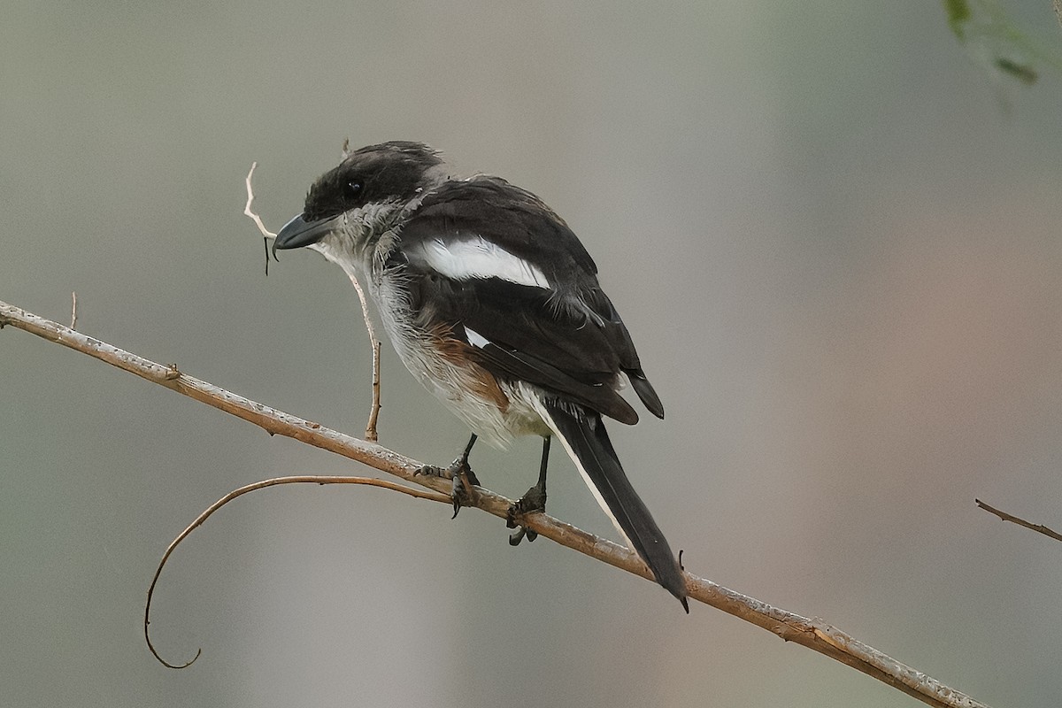 Southern Fiscal - ML638209477