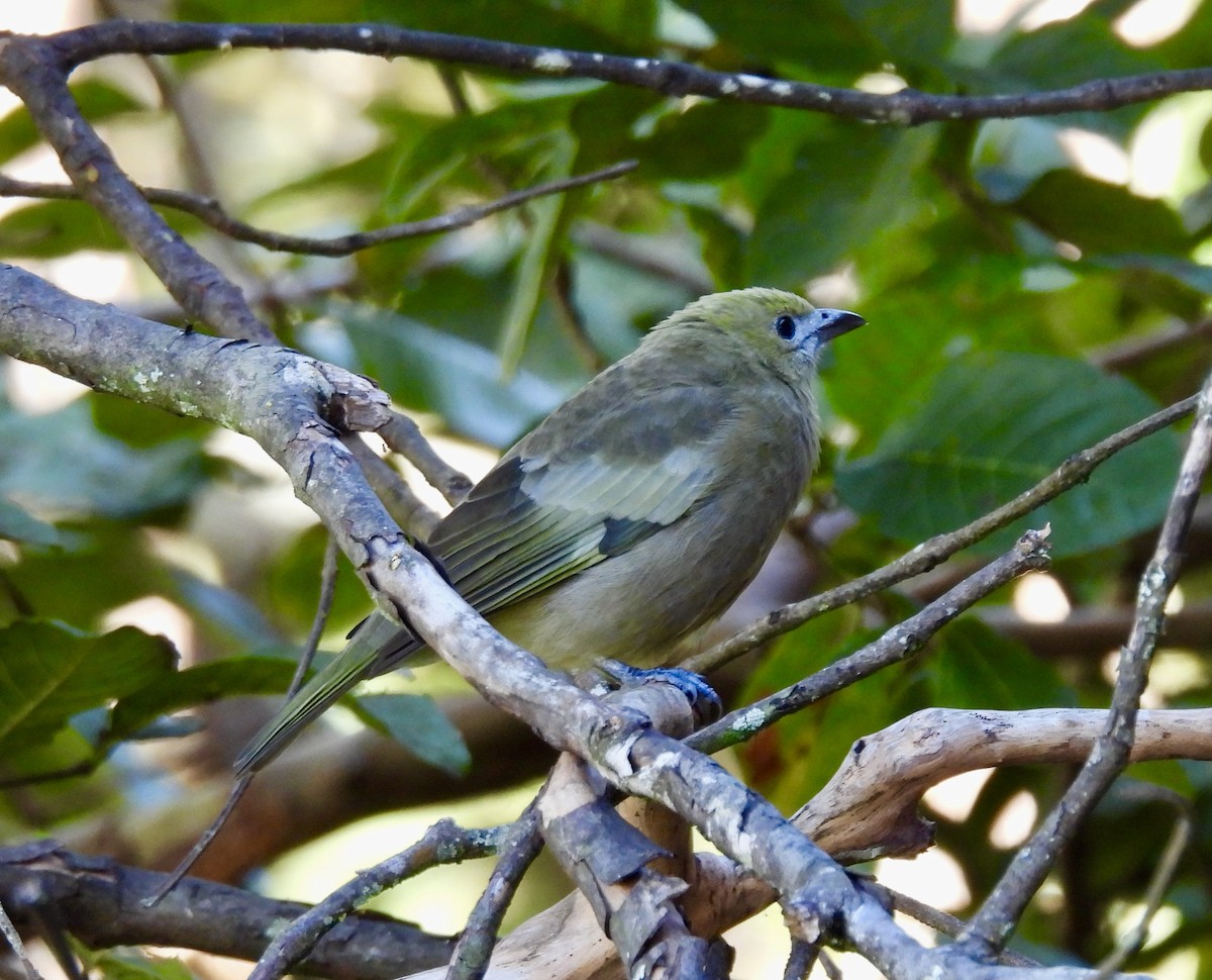Palm Tanager - ML638209482