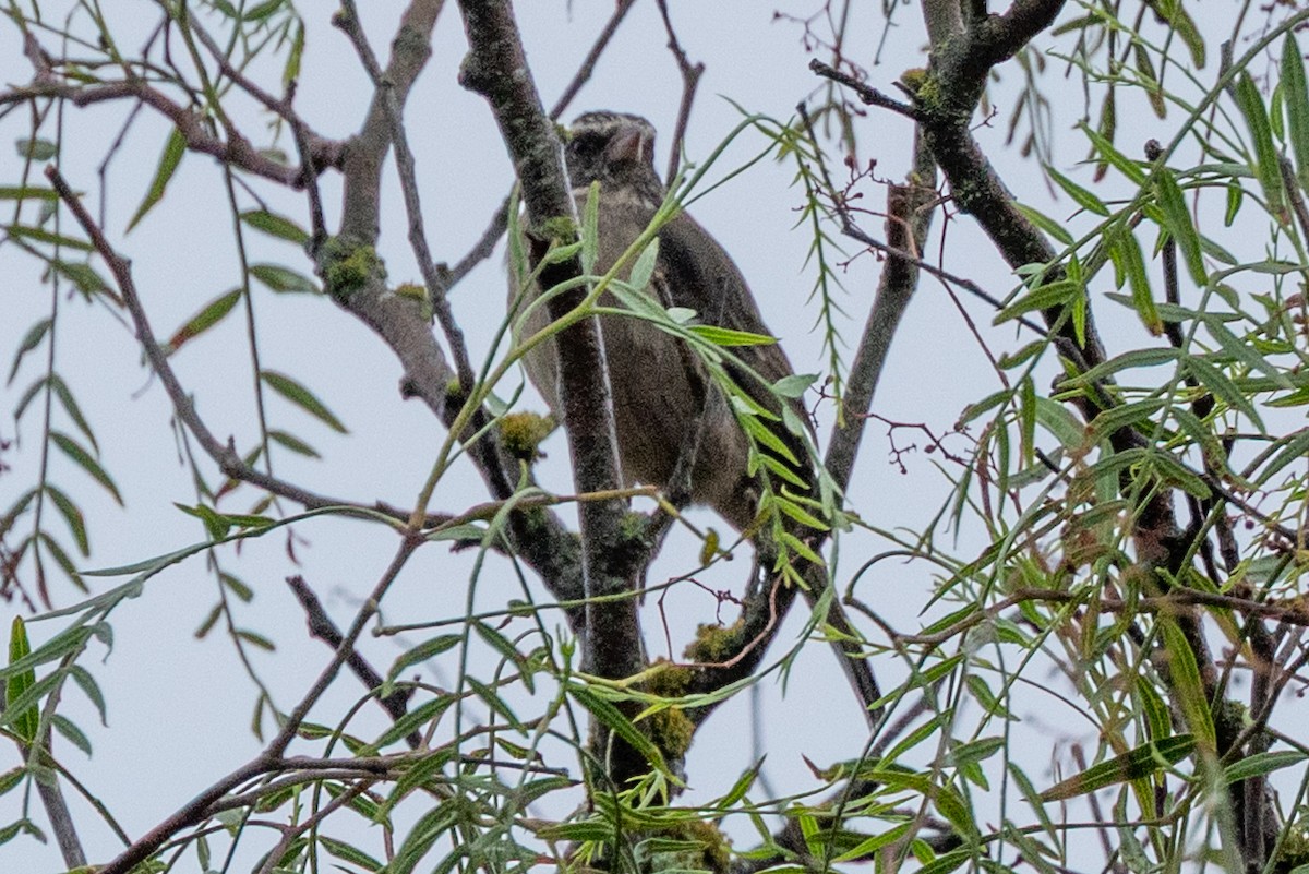White-throated Canary - ML638209483