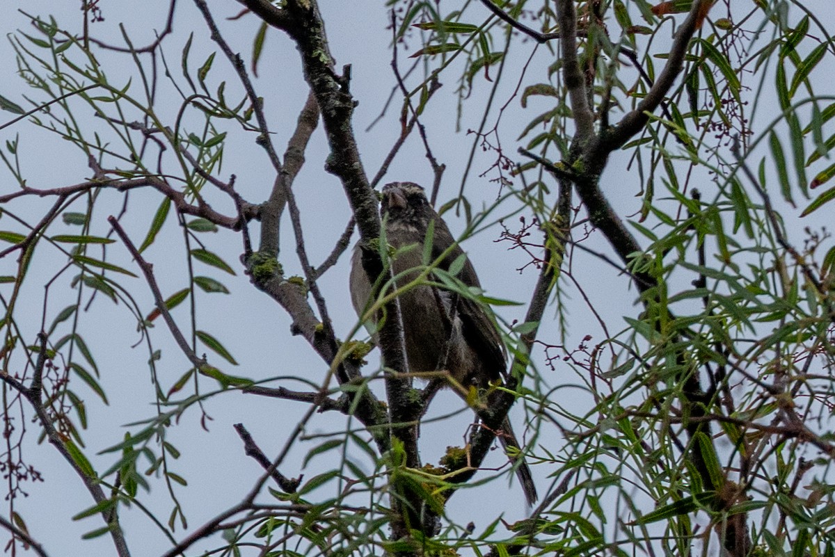 White-throated Canary - ML638209484
