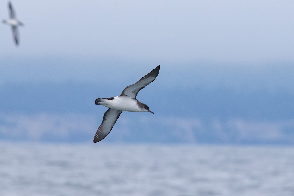 Manx Shearwater - ML638209486