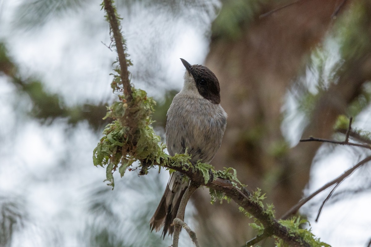 Fiscal Flycatcher - ML638209489
