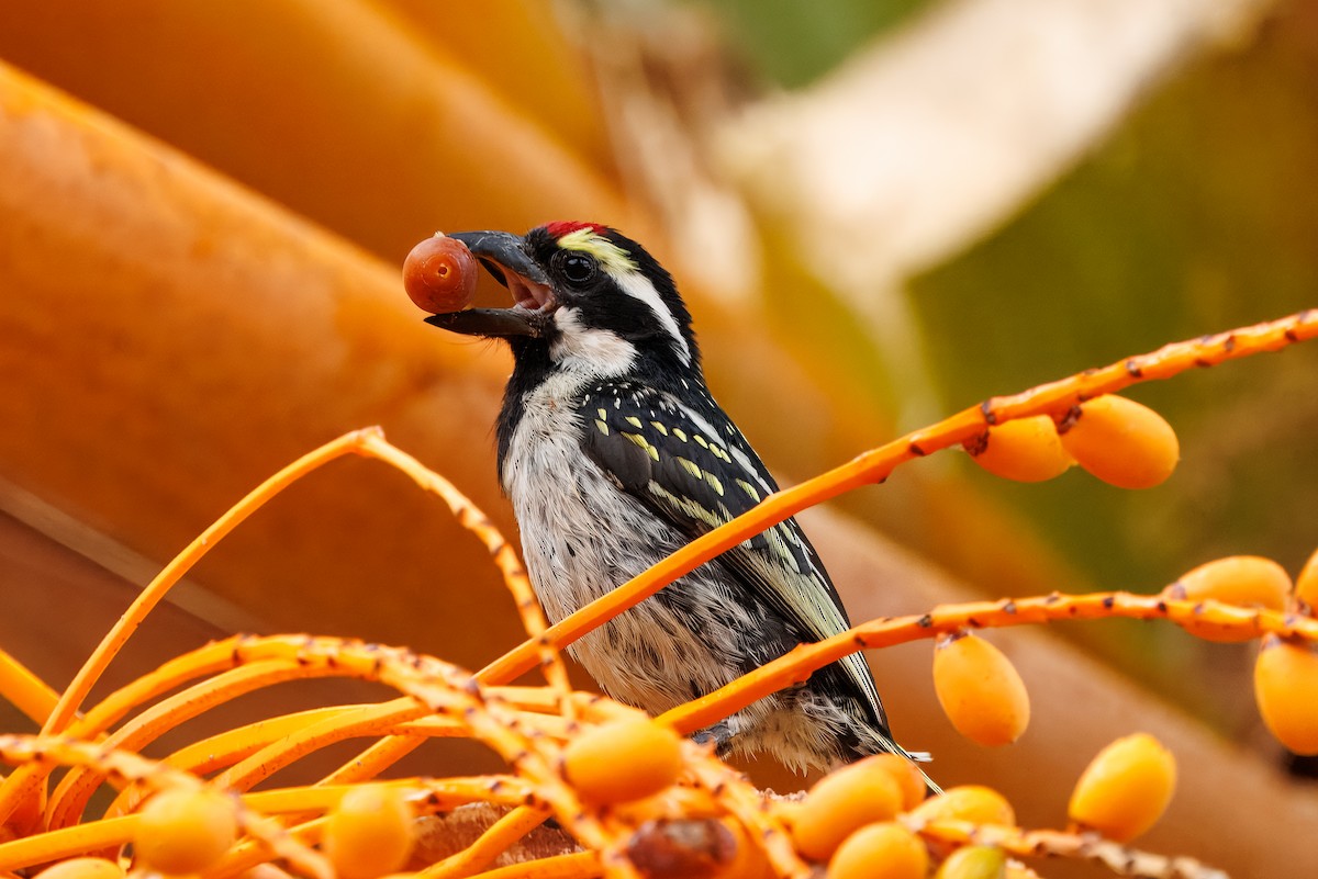 Pied Barbet - ML638209507