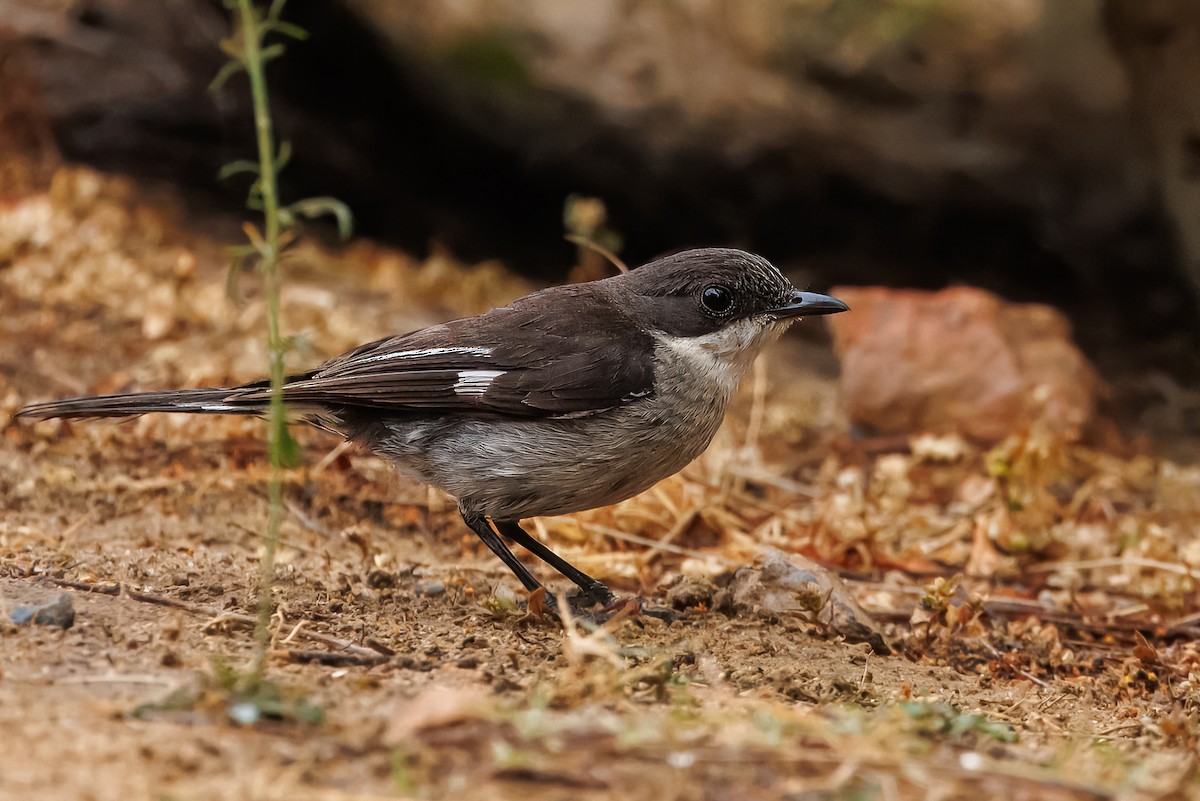 Fiscal Flycatcher - ML638209514