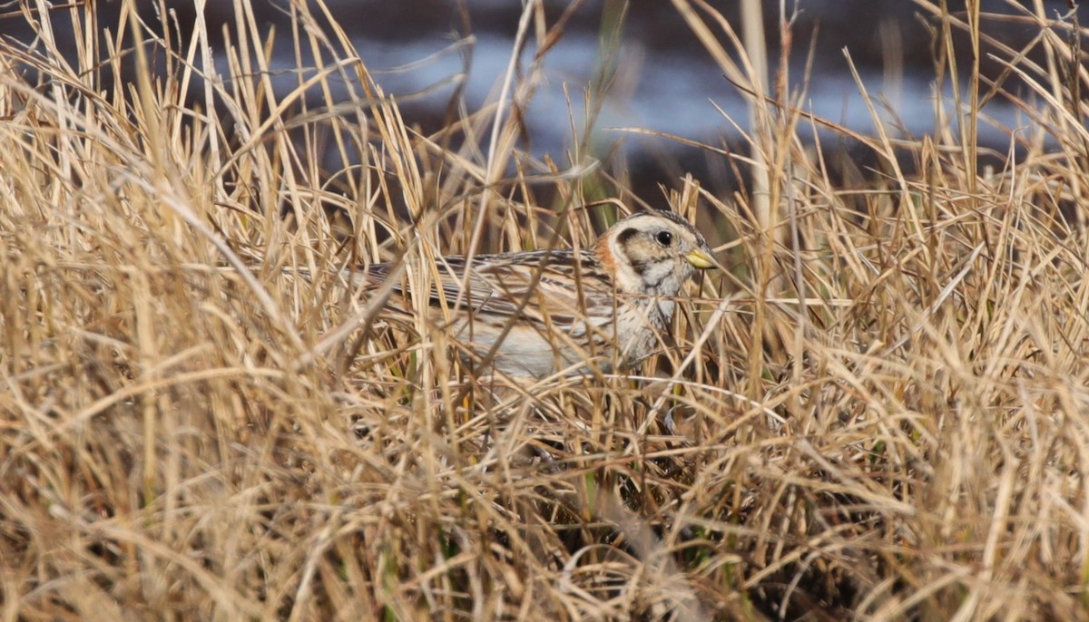 Lapland Longspur - ML638209515