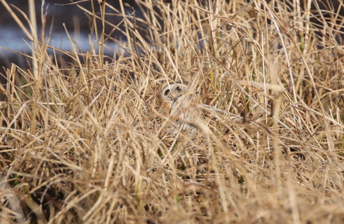 Lapland Longspur - ML638209516