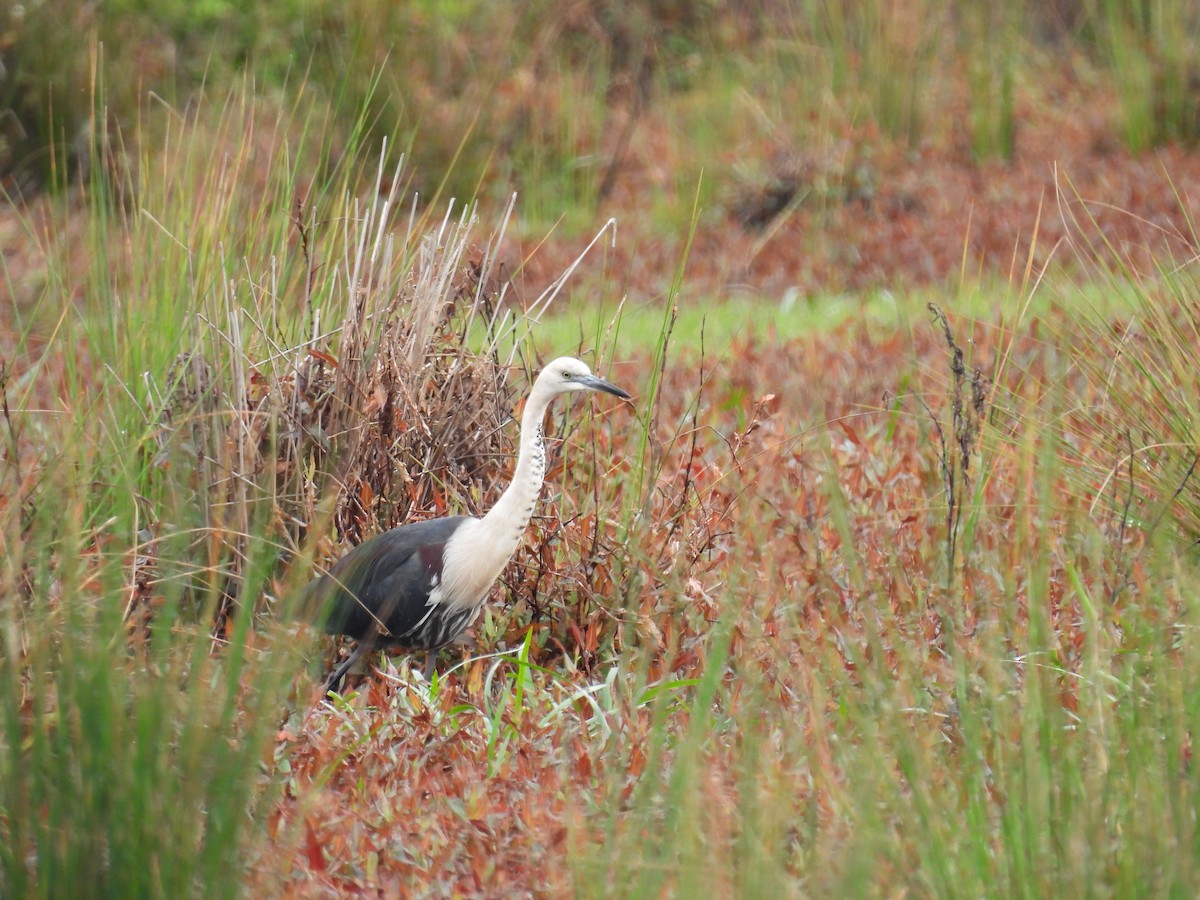 Pacific Heron - ML638209518