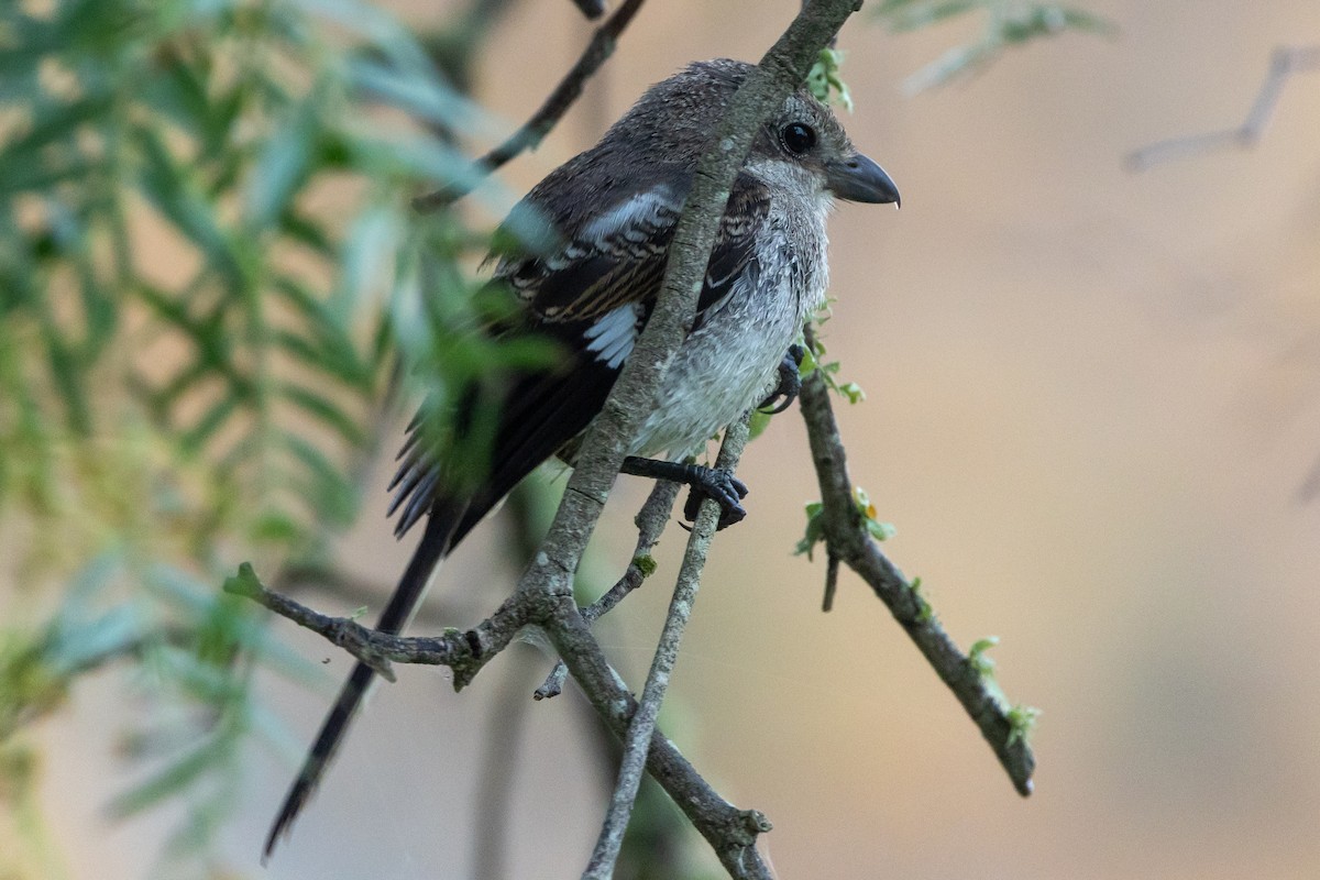 Southern Fiscal - ML638209522