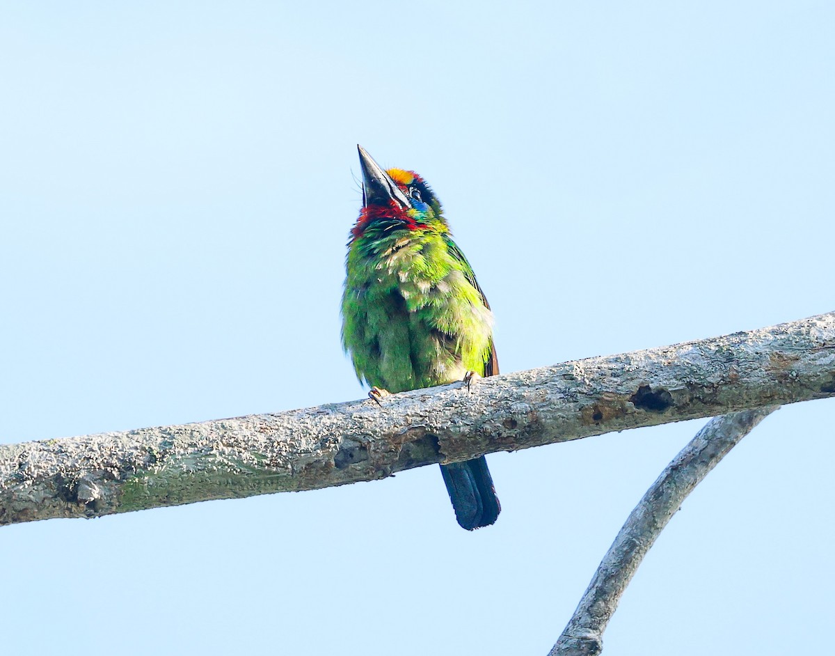 Red-throated Barbet - ML638209557