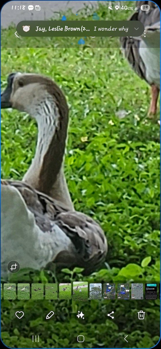 Swan Goose (Domestic type) - ML638209558