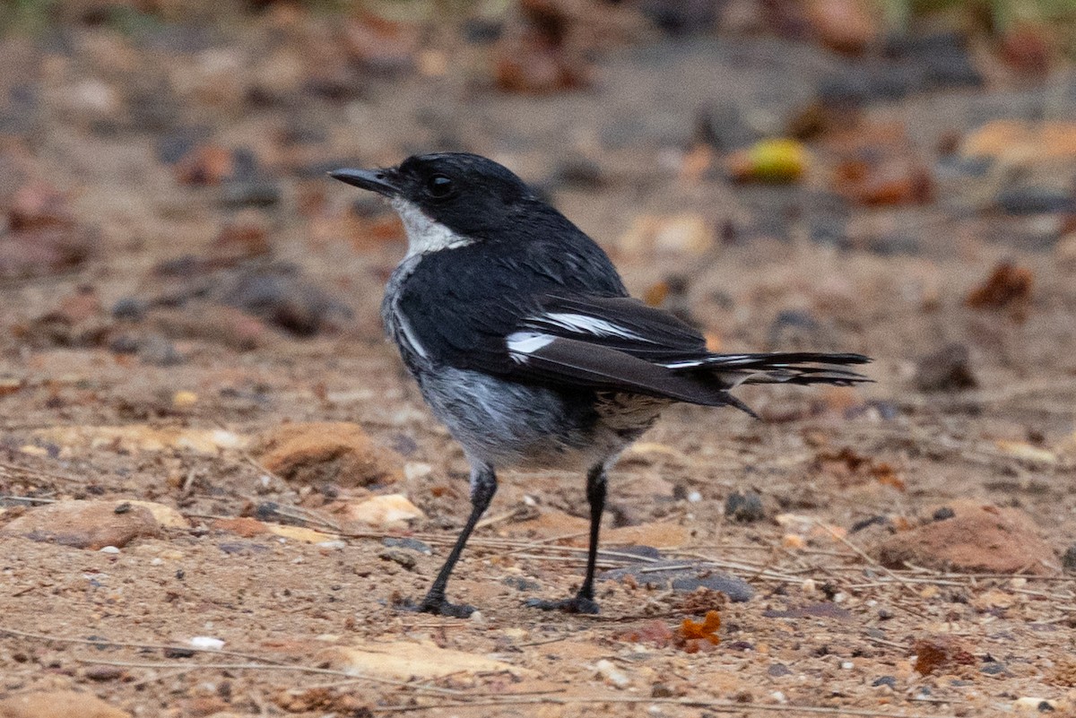 Fiscal Flycatcher - ML638209567