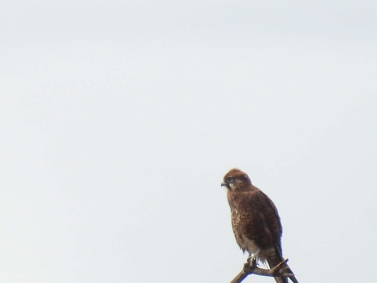 Brown Falcon - ML638209578