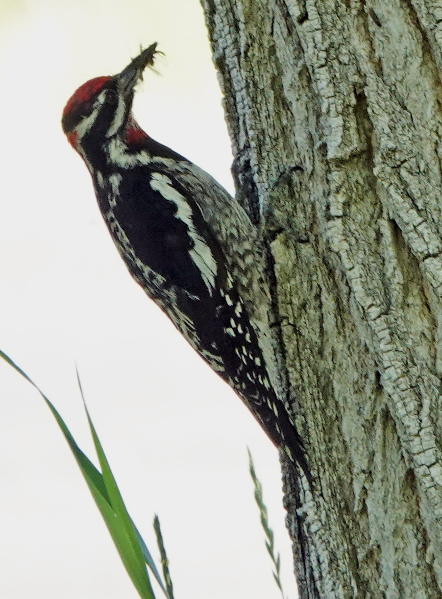 Red-naped Sapsucker - ML638209583