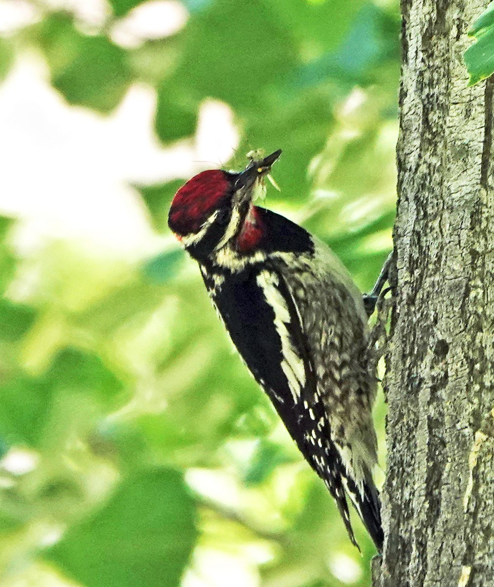 Red-naped Sapsucker - ML638209584