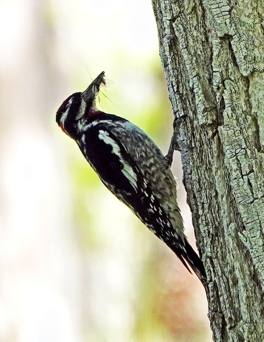Red-naped Sapsucker - ML638209585