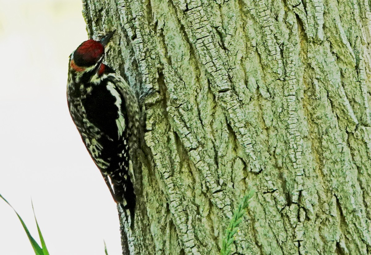 Red-naped Sapsucker - ML638209586