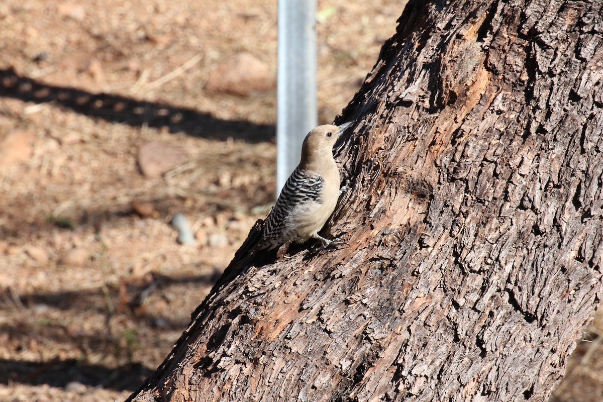 Gila Woodpecker - ML638209616
