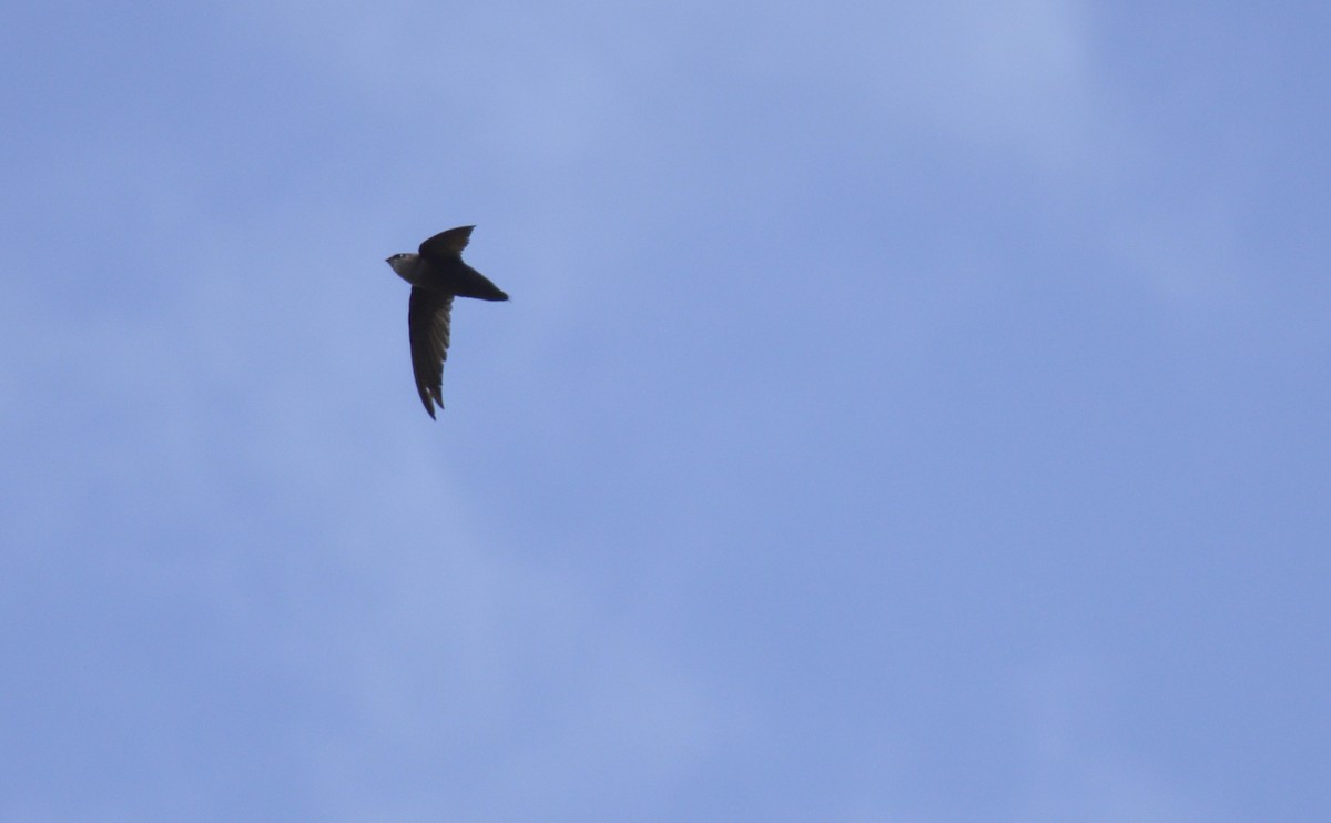 Chimney Swift - ML638209617