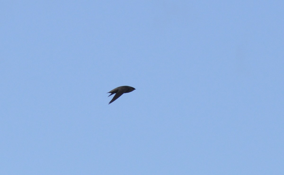 Chimney Swift - ML638209618