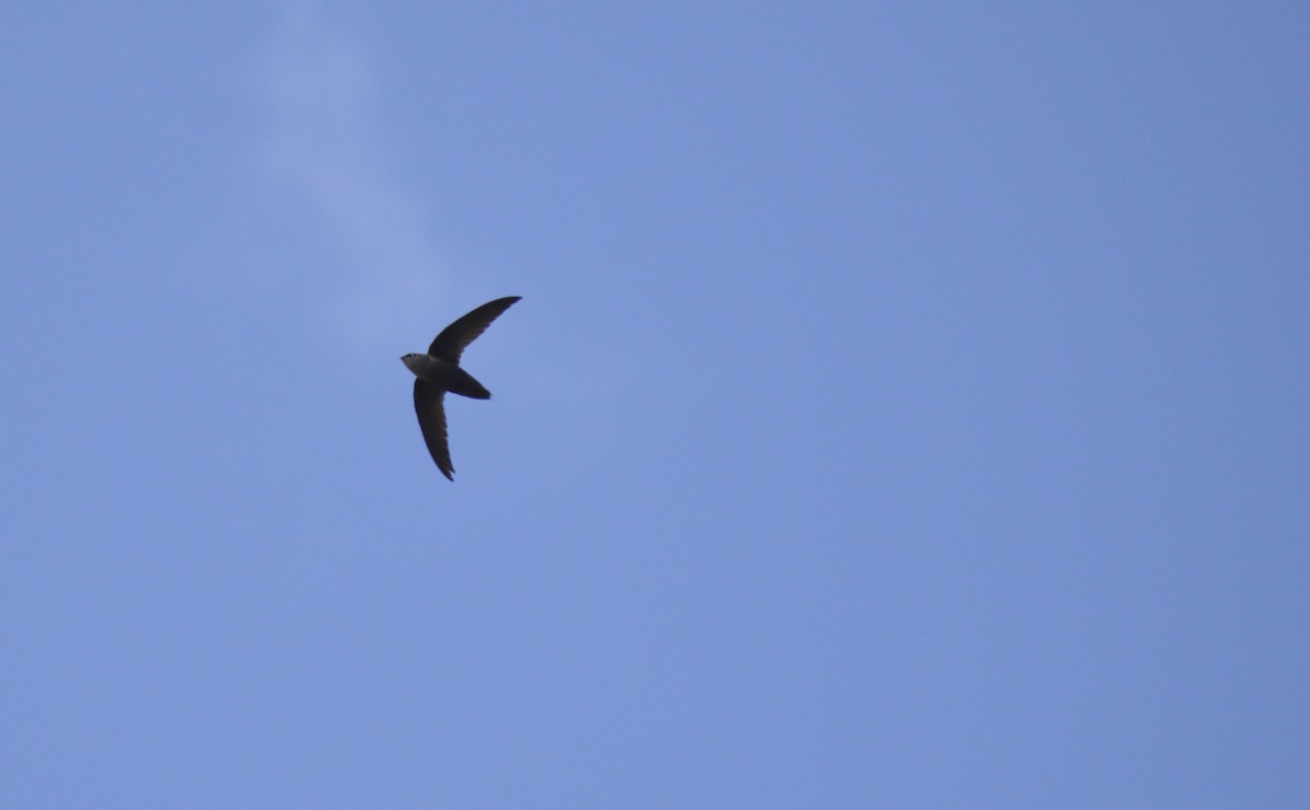 Chimney Swift - ML638209619