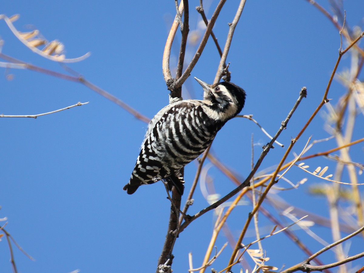 Ladder-backed Woodpecker - ML638209620