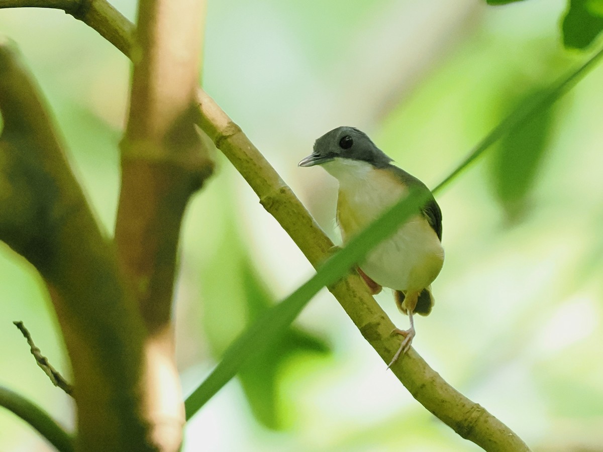 Short-tailed Babbler - ML638209621