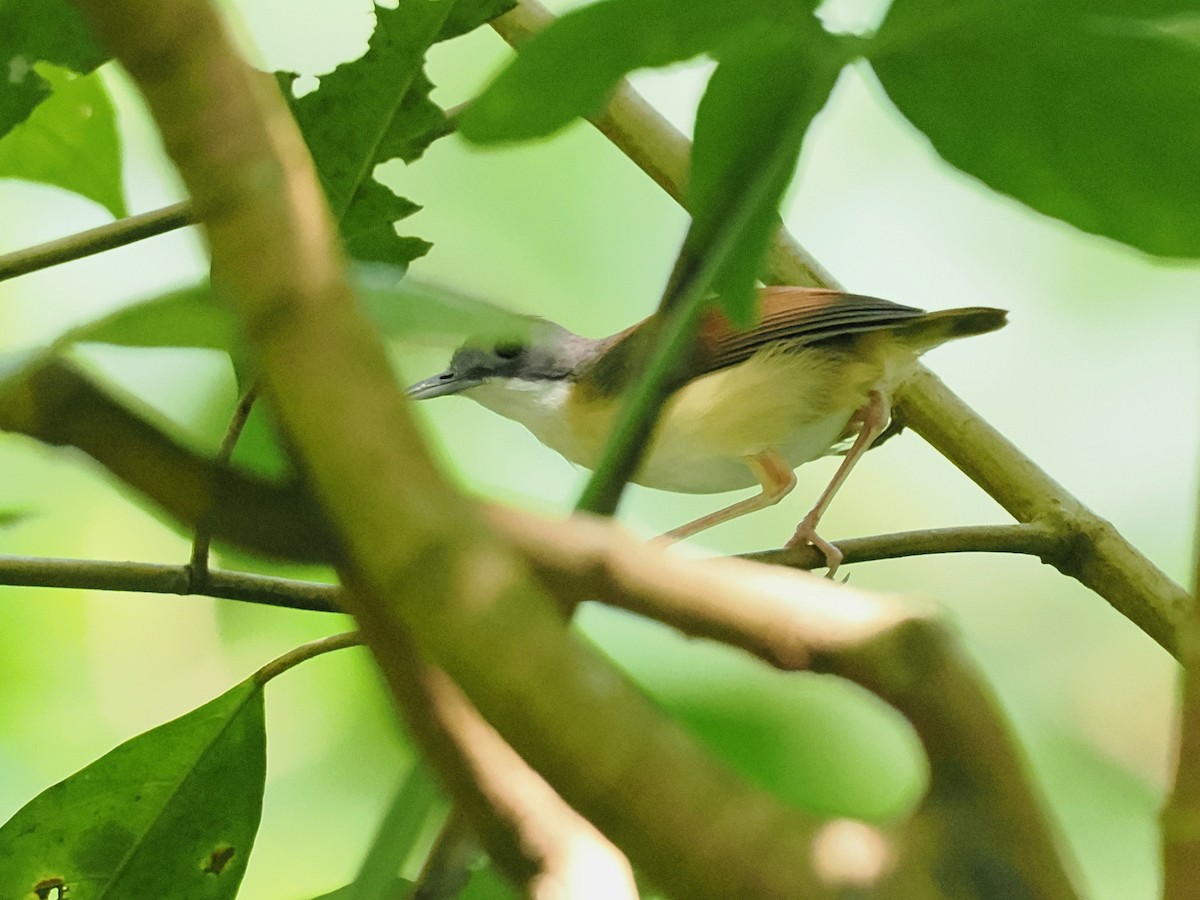 Short-tailed Babbler - ML638209631